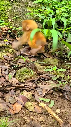 4.1K views · 124 reactions |  Funny & Adorable  Baby Monkeys Daily Life Videos 2023  #reels #monkey #animals | Daily Interesting Stories | Facebook