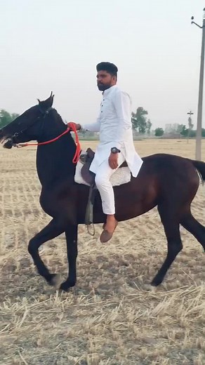 Sony singh (@sonysingh0007)’s videos with original sound - gillraunta