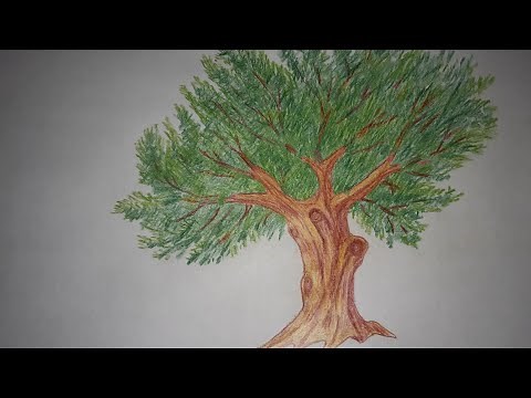 How to draw old olive tree. كيف ترسم شجرة زيتون