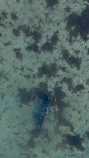 🦅 Often called 'Eagle Island', Mull is home to thriving populations of both golden eagles and white-tailed sea eagles. 🦦 But for wildlife enthusiasts, it doesn't stop there, with seals often on skerries, otters working the shorelines and both red and fallow deer roaming lowland and upland. 🐬 Turn your attention to the water for the chance to spot dolphins, porpoise and minke whales, with boat trips from Mull offering your best chances to encounter creatures of the deep. The luckiest visitors 