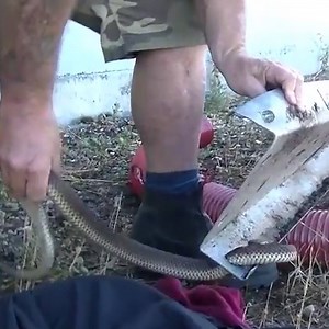 This Australian snake-catcher helped free a venomous snake from a metal girder 🐍 For more stories visit ph.yahoo.com | Yahoo Philippines