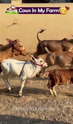 😍World's Shortest Cattle -Nadipathy Cattle | Recreated By Dr P Krishnam Raju | Nadipathy Goshala |