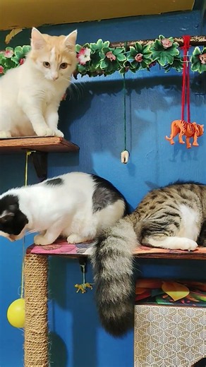 Dekhiye baiche apne ghar main kaise rahte hai😀❤️🧿 #cuteanimal #cat #animallife #funny #catshorts