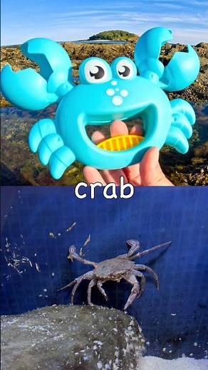 Toy Learning Fun | Kids Learn Sea Animal Names by the Island: Crab Saw Shark Octopus Fiddler Crab