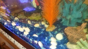 Watch Spotlight for your fish tank adds a neat effect on Amazon Live