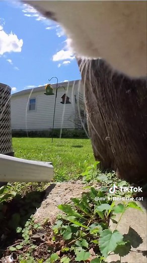 Feline Fight Club - Cat Meowing Sounds to Attract Cats