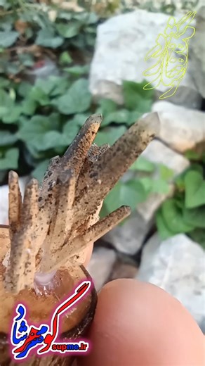 How to Find Agates (AGATEIDENTIFICATION) #shorts