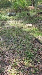 11K views · 353 reactions | SUMMER bobcat in all her adorableness! ~part 1 #BigCatRescue #BigCats #Conservation #Rescue #Wildlife #CaroleBaskin #FBReels #FBVideo #ReelsFB #ReelsVideo | Big Cat Rescue | Facebook