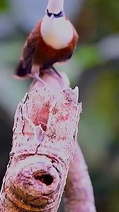 White-crowned Laughingthrush 🐦🤍 #HarmonyBetweenHumansAndNature #Wildlife #MostBeautifulPristineNature #BirdPhotography | Wild Realm