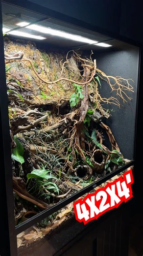 I added more plants in the background, clean up crew, and leaf litter to our 4x2x4’ shop display.