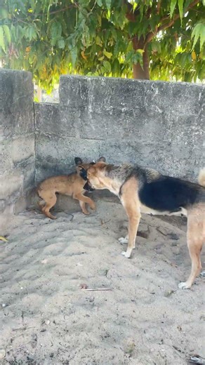 labrador puppy retriever puppies#animal life #shotfeed #shorts #catmeowarea ​⁠​⁠