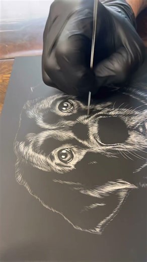 K9 Salsa 💃🏼 scratchboard drawing full Timelapse