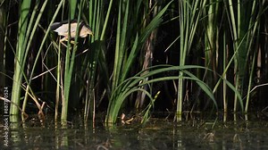 Bird little bittern, Ixobrychus minutus. Slow motion. A bird flies off a reed. Close up.