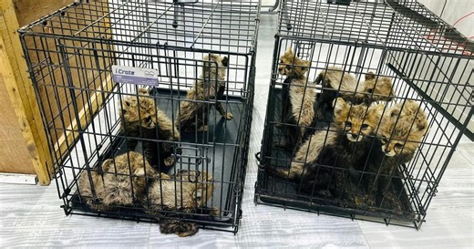 Cheetah cubs born by IVF for the first time