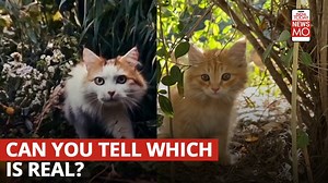 Sam Altman's OpenAI Sora creates one-minute text-to-videos, but given deepfakes, how safe is it?