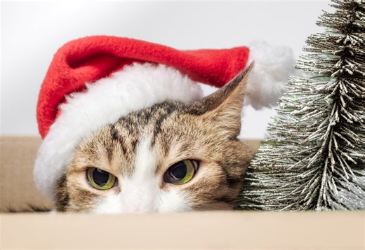 Beware the Yule Cat: Iceland’s Most Terrifying Holiday Tradition - Discovery UK