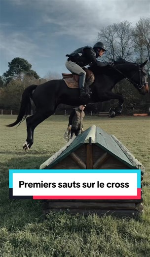 E COLE BLONDEAU | Élevage Premiers sauts sur le cross pour L’Étoile Flo, jument SF de 5 ans par #Commeilfaut et #Bugattiduplessis 🐎 Rien ne remplace les premiers sauts sur des obstacles fixes avant d’aborder les épreuves jeunes chevaux de CSO. Les obstacles naturels construisent la franchise et la capacité à aller de l’avant. Ils invitent le jeune cheval à analyser, à ajuster son geste, à prendre part activement à ce qui lui est proposé. C’est tout l’esprit de la méthode Blondeau : créer les co