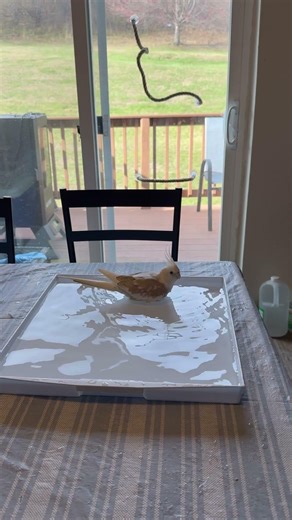 Pool time 🦜🦜#cockatiel#birds#parrot#parakeet#talkingparot#talkingbird#floof#tiktok#cute#cutebird