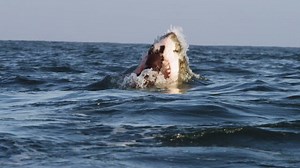 28K views · 832 reactions | Yesterday was a rough night for seals and whales! | Shark Week | Facebook