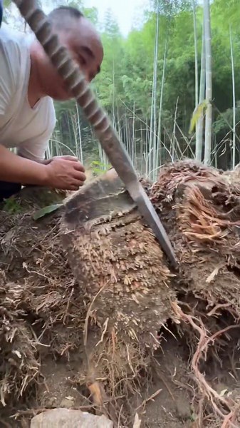 You need the right tools & skills to dig old bamboo roots #digging #farmerlife