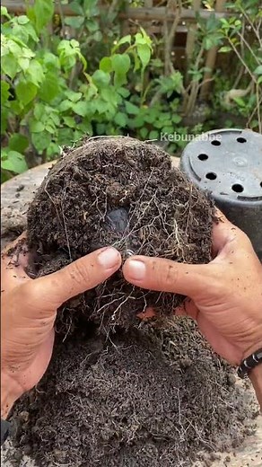 Hasil program akar Adenium #adenium