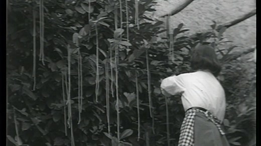 996K views · 3.2K reactions | Our favourite April Fools' Day was when spaghetti grew on trees in 1957... #AprilFoolsDay | BBC | Facebook