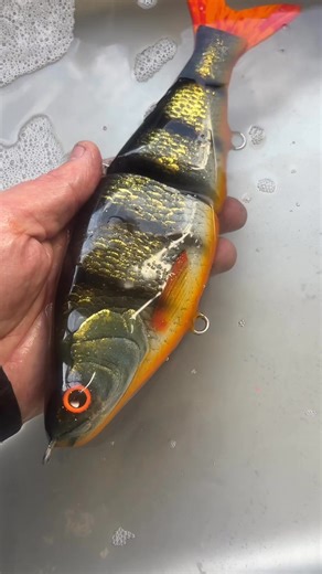 A recently finished Perch pattern ‘Nimrod’ #pikefishing #swimbait #pikefishinguk #swimbaitfishing | Robinson Lures Uk