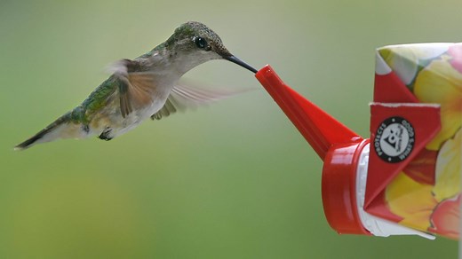 Get ready to put your hummingbird feeders out. See where they are with interactive map