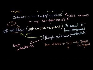 Catalase and oxidase tests