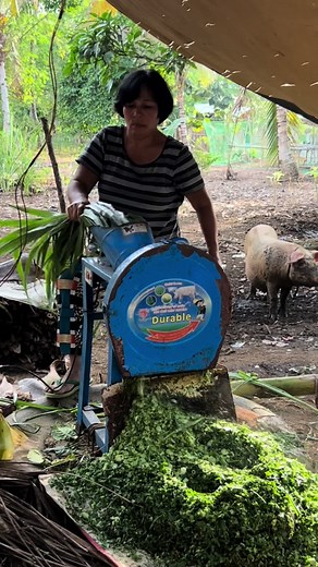 Pagkain ng Baboy: Maliliit na Baboy at Ang Tamang Pagpapakain