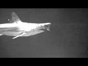 Mote Marine Laboratory and USF Shark Sensory Research