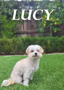 Lucy (2024) - Movie