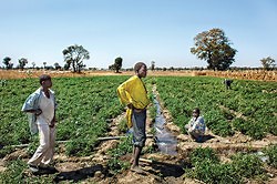 Link between MEDCs and LEDCs in Gender Inequality