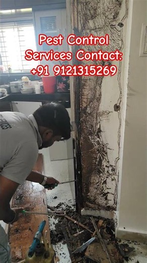 Pest Control Services #termitecontrol #ad #pestcontrol #ytshorts