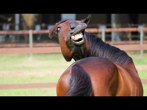 🦁 Funniest Animals 🐼 - Try Not To Laugh 🤣 - Funny Domestic And Wild Animals' Life