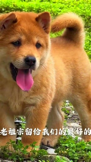 This Isn't Just a 'Local Dog' — It's China's Most Loyal, Warm-Hearted, and Underrated National Treas