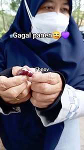 Duwet, also known as Java plum or jamblang, comes from the Syzygium cumini tree. Its dark purple hue and unique mix of tart, sweet, and astringent flavors make it a tropical favorite in Indonesia. #dawetFruit #JavaPlum #TropicalVibes #IndonesianFruit #SweetAndSour #TropicalTaste #FromIndonesiaWithLove | Umi Nova Bintang Ikhsan | Facebook