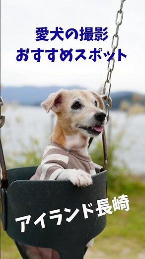 愛犬と行く、アイランド長崎おすすめスポット #愛犬 #アイランド長崎 #旅行 #ジャックラッセルテリア