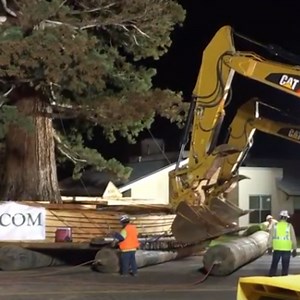 How to Move an 800,000 Pound Tree  - Core77