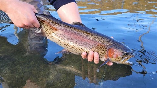Trout stocking begins: What you should know ahead of fishing season