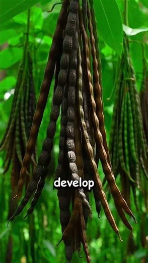 Vanilla Beans Ka Secret Process | Farm Se Market Tak #youtubeshorts