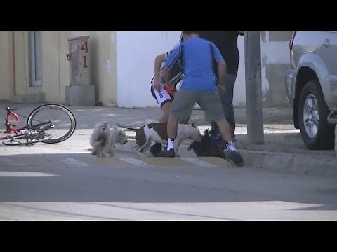 Pit Bull attacks Miniature Schnauzer in Playas de Tijuana