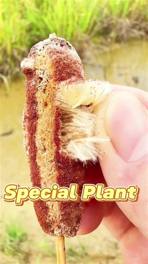 Discover the Genius Plant: Cattail Angustifolia