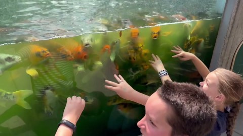 Ultimate Aquarium Showdown