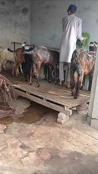 How we use fruits and vegetables in our goats food | Goat Farming | Farming | livestock farming| pet