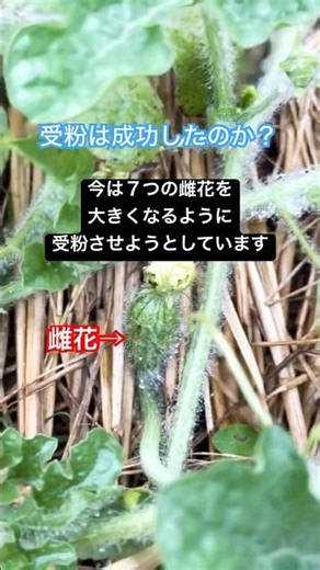 すいかの栽培、途中経過です。7つの雌花がでてきました。子づるから伸びた孫づるを、こまめに摘んでいます。#すいか#菜園