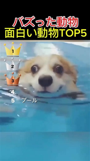 世界でバズったおもしろ動物動画TOP5 #shorts #funny #foryou #fyp