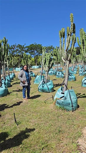 Something different 🌵🌵🌵 Hello low maintenance, drought tolerant, wind tolerant, sculptural masterpiece. Hello Euphorbia! And it's indigenous! Wow, get in touch today. Limited Edition! #treessouthafrica #euphorbia #sculpture | Trees South Africa