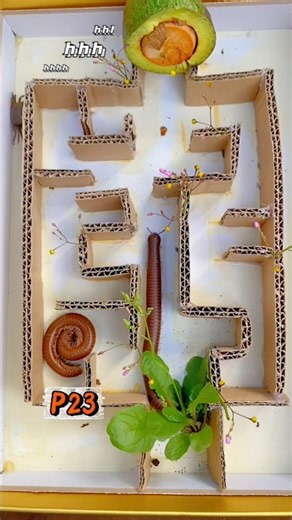P23❌ Game thoát khỏi mê cung của Cua🦀Cuốn chiếu🪱 con vật nào vượt 👑#animals #games