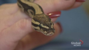 Missing Toronto python on the lam found ‘close’ to home